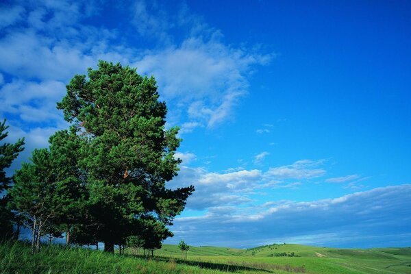 Summer glade with trees and blue sky