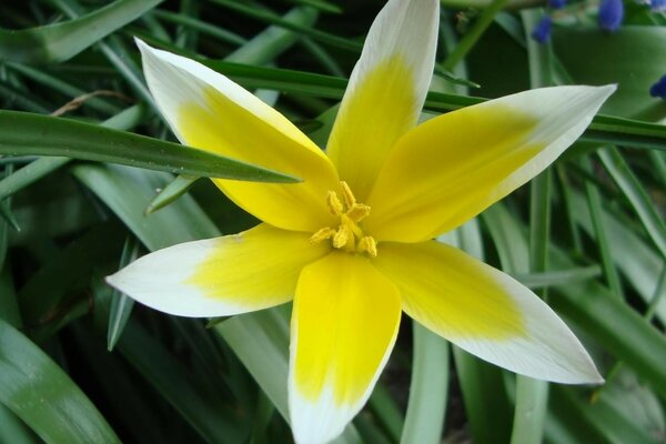 Flower and leaves close-up