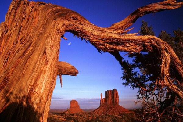 An unusually shaped tree on the shore