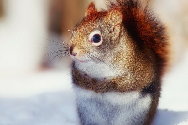 Cute squirrels of the wild