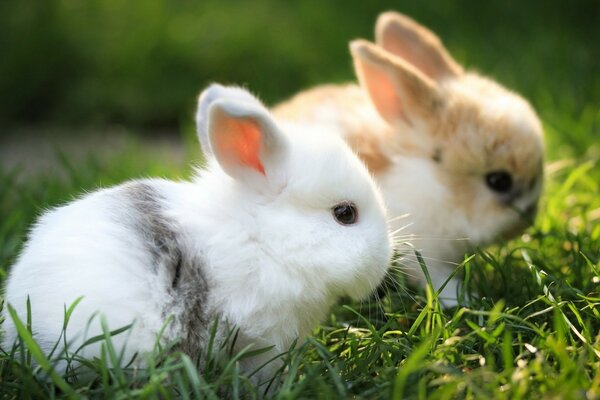 Two cute rabbits in the grass