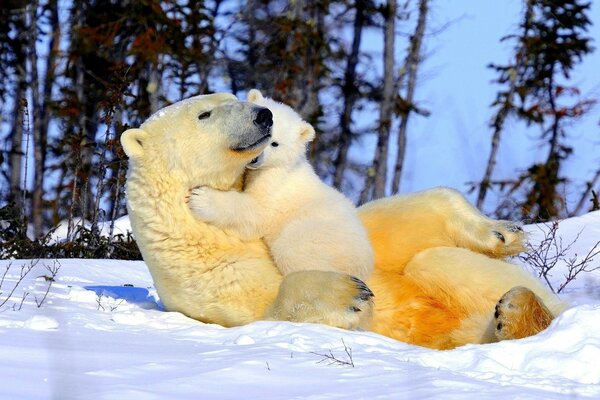 Ourse avec un ours sur la neige