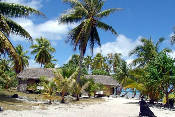 Tropical beach with coconut trees