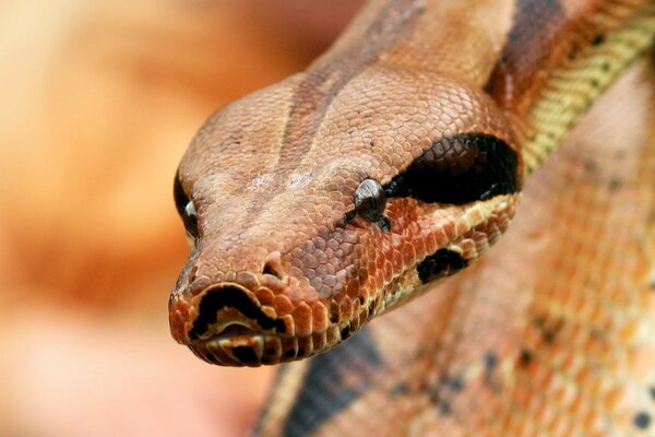 La serpiente está lista para un salto rápido