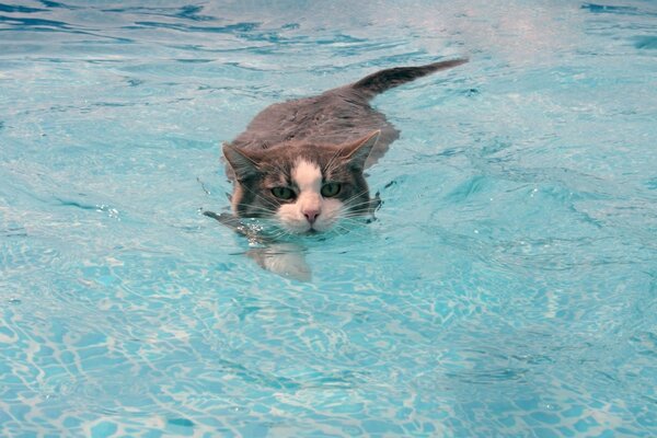 Fearless cat learns to swim and not be afraid of water