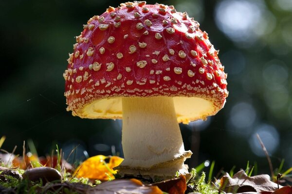 Amanita venenosa penetrada por los rayos del sol