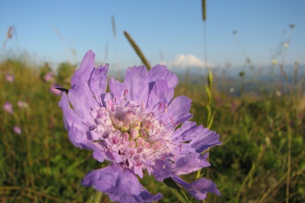 Eine einsame fliederfarbene Blume im Feld