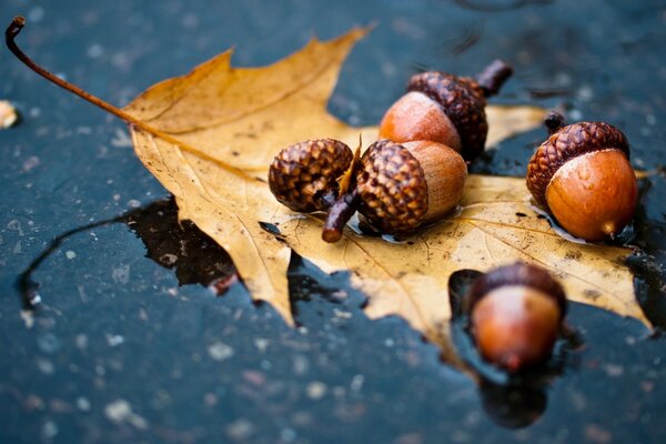 Autumn time, the time of miracles and beauty