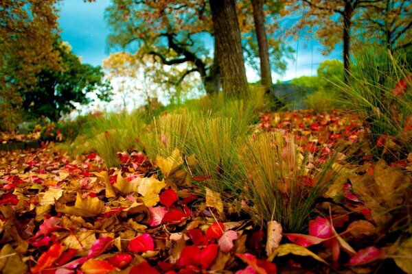 A floresta do outono nos dá as cores suculentas do outono