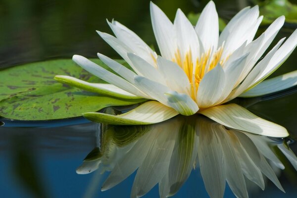 Lotus blanc sur l eau sombre