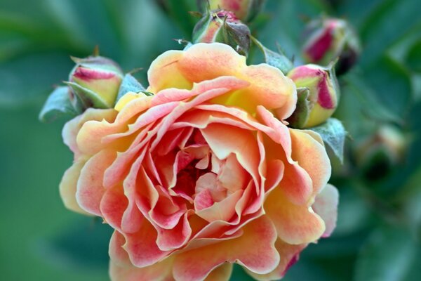 Rose Blume rot-gelb