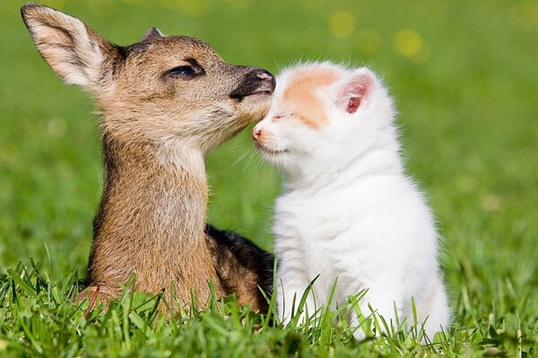 Les bons animaux sont assis sur une clairière