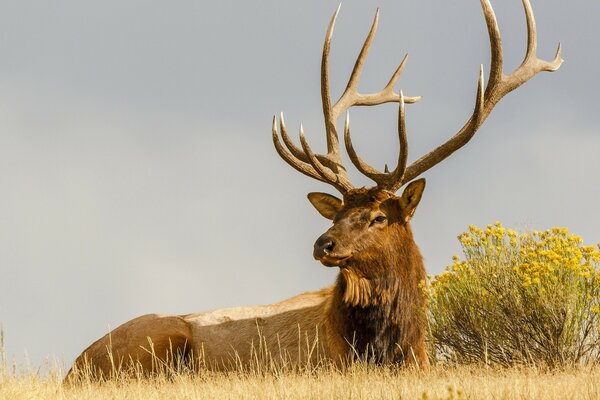 Great strength, power and purposeful gaze of a deer