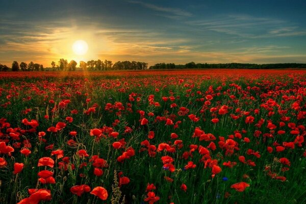 An endless field of red flowers