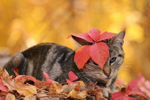 The cat is playing in the leaves. Autumn