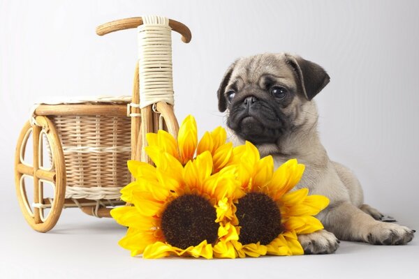 Gelbe Sonnenblumen. Süßer Hund