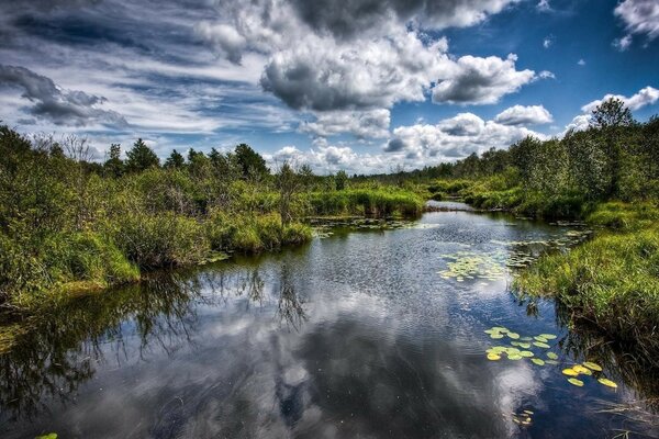 A river in dense thickets and water lilies