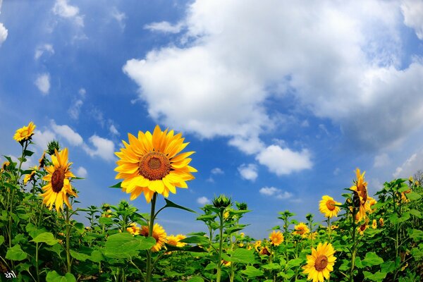 Fiori solari-girasoli, sotto il cielo blu