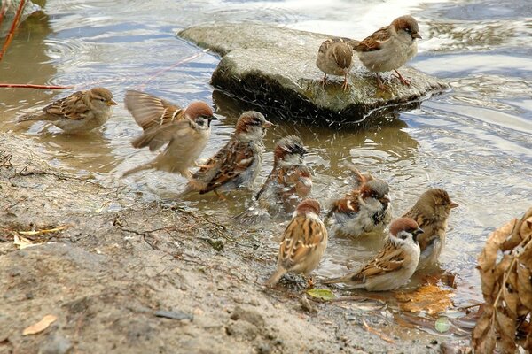 Sparrows swim on the bank of the river