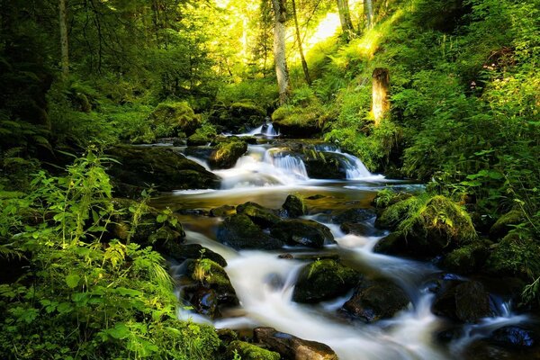 Ruisseau forestier en été parmi la végétation