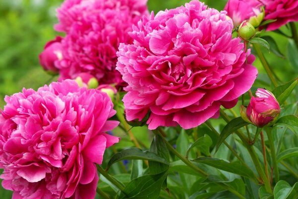 A bouquet of beautiful scarlet peonies