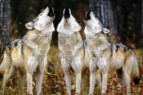 Lobos tristes aullando a la Luna