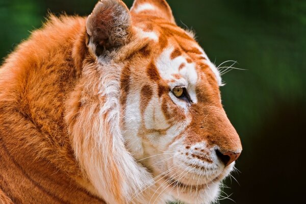 Tigre arancione di profilo