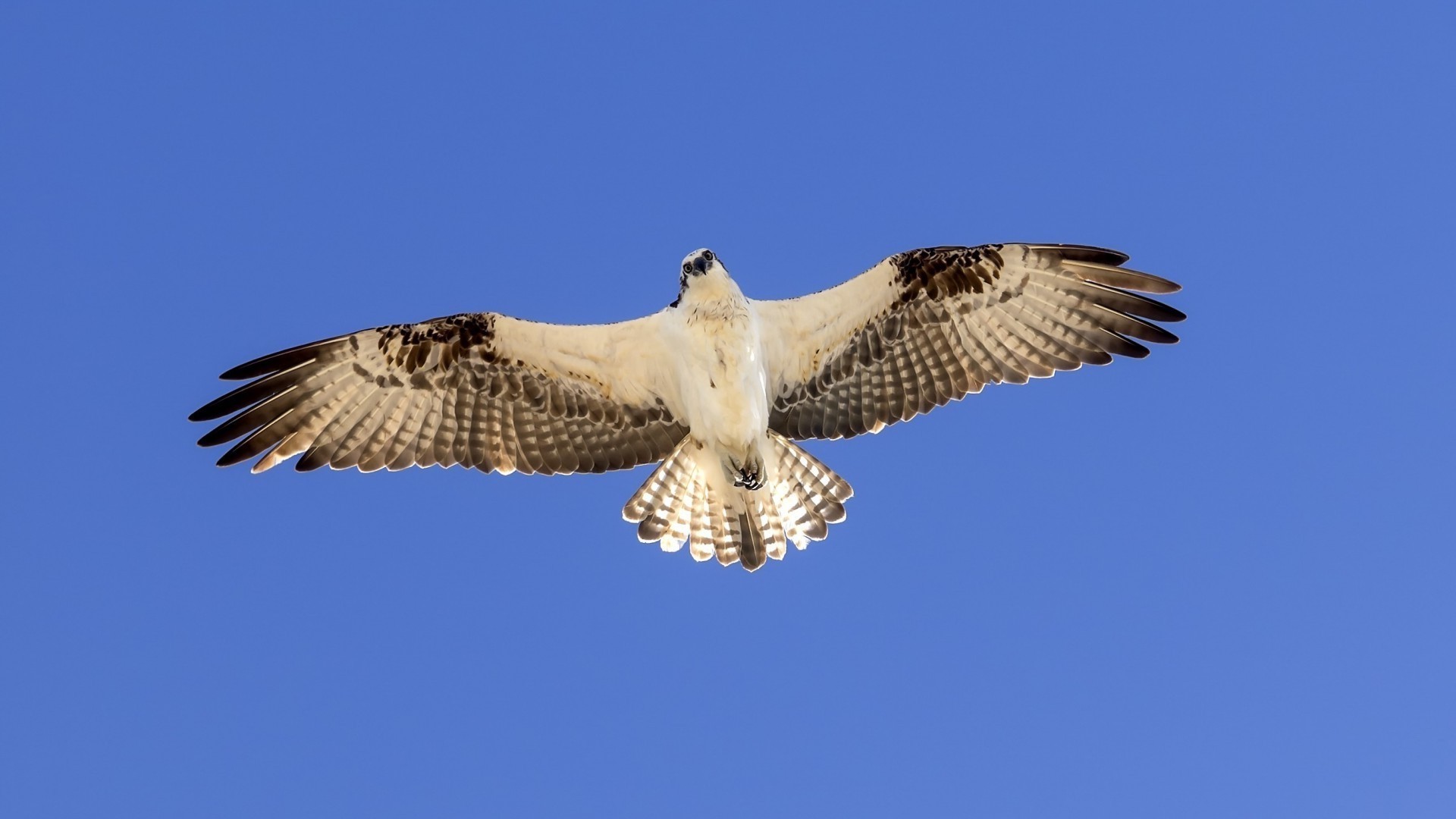 animali rapace uccello falco aquila preda fauna selvatica volo falco natura volare predatore piuma all aperto falco pescatore ala becco animale falconeria selvaggio