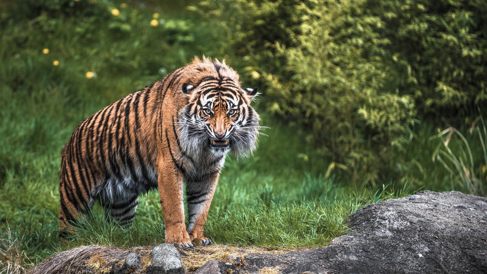 tigres vida silvestre gato depredador mamífero naturaleza salvaje animal cazador carnívoro zoológico grande selva tigre piel safari peligro retrato