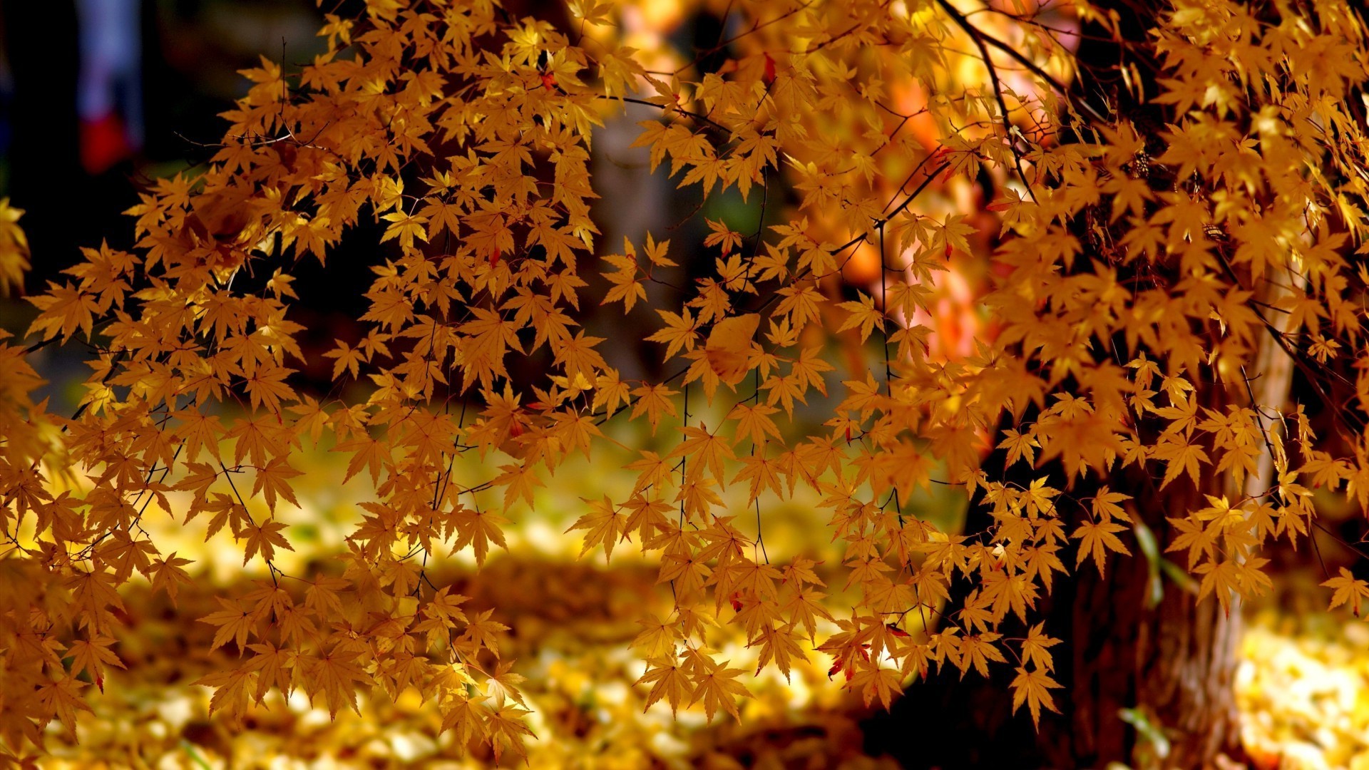 autumn fall leaf season nature maple bright wood flora outdoors tree gold park color fair weather