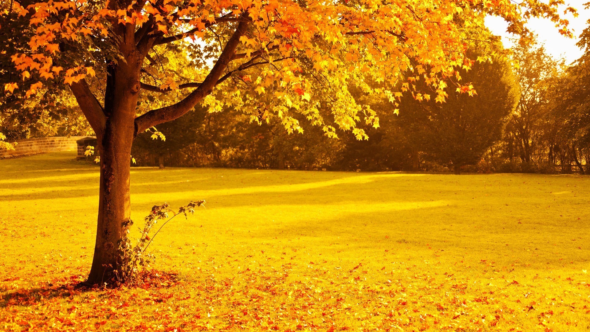 automne automne arbre feuille parc érable bois nature saison paysage or à l extérieur manuel scénique