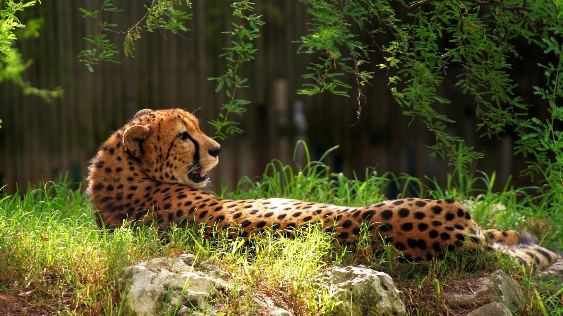 guépards faune chat mammifère sauvage zoo prédateur nature animal chasseur à l extérieur safari grand jungle léopard mangeur de viande herbe fourrure