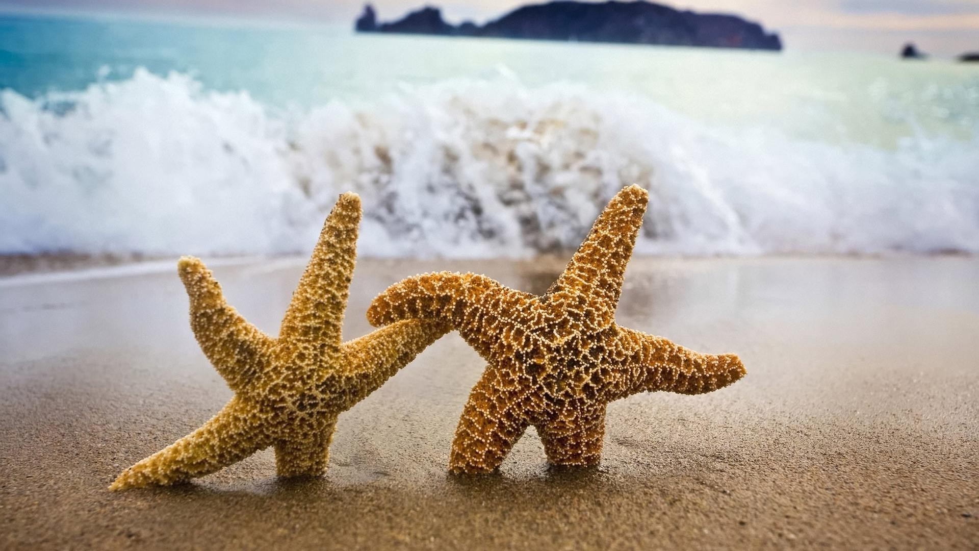 seestern sand strand meer meer nadelhäute reisen muscheln ozean tropisch urlaub natur ufer schale sommer wasser im freien urlaub himmel