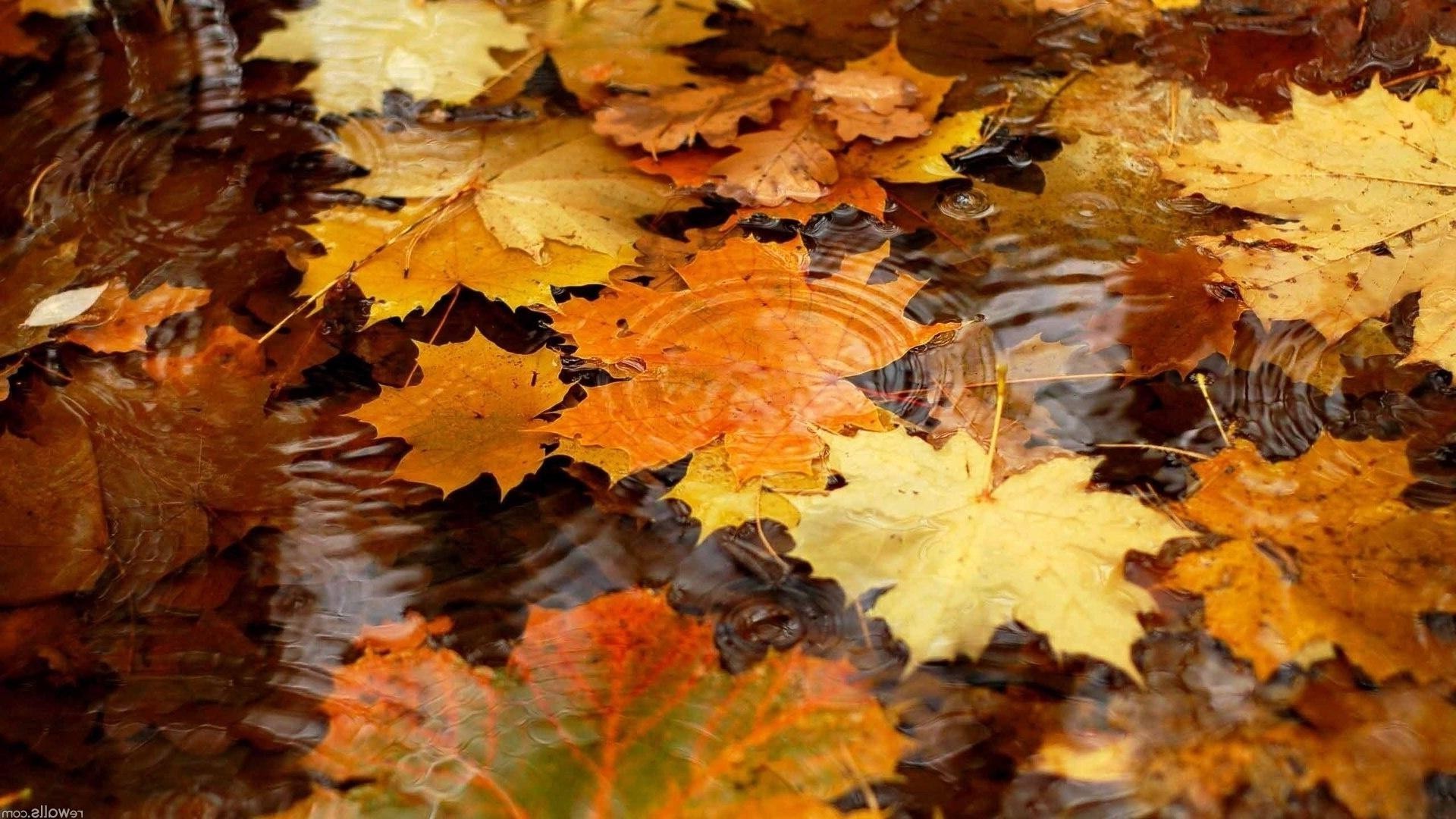 leaves fall leaf maple change season tree gold nature wood environment color bright park outdoors flora vibrant desktop