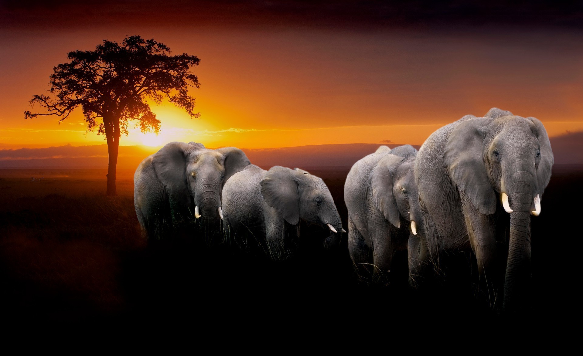 elephants elephant sunset dawn evening mammal travel water sky