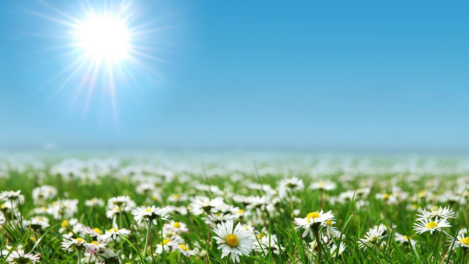 marguerites soleil été nature herbe rural beau temps champ croissance fleur foin lumineux pâturage campagne à l extérieur aube idylle feuille flore