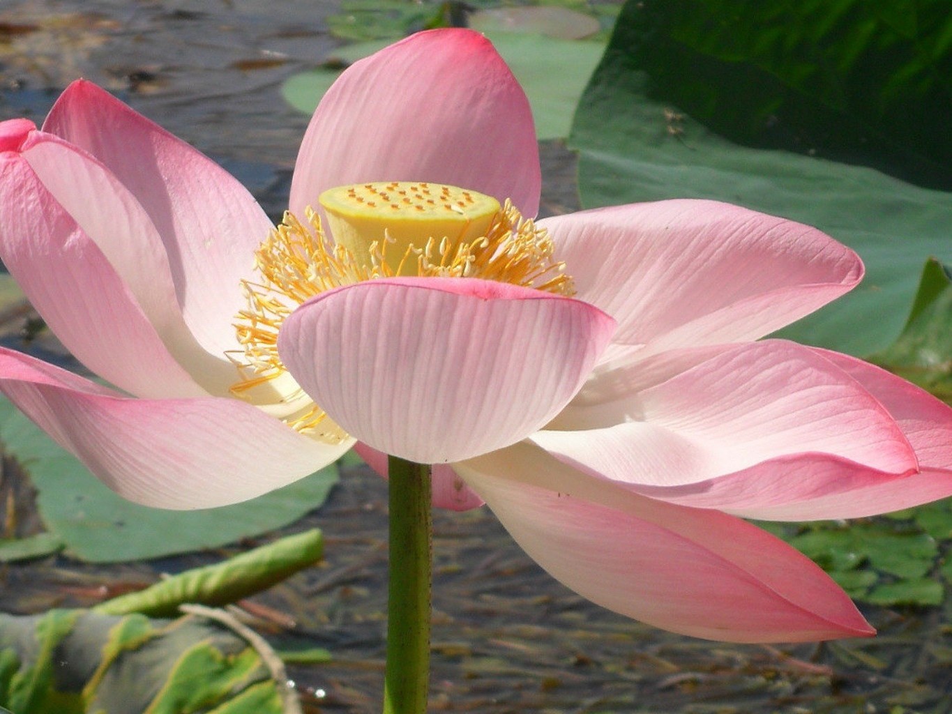 yakın çekim lotus havuz su zambak çiçek nilüfer kutsal yüzme egzotik çiçek açan lotus yaprak tropikal flora rmo huzur bahçe zen barış petal