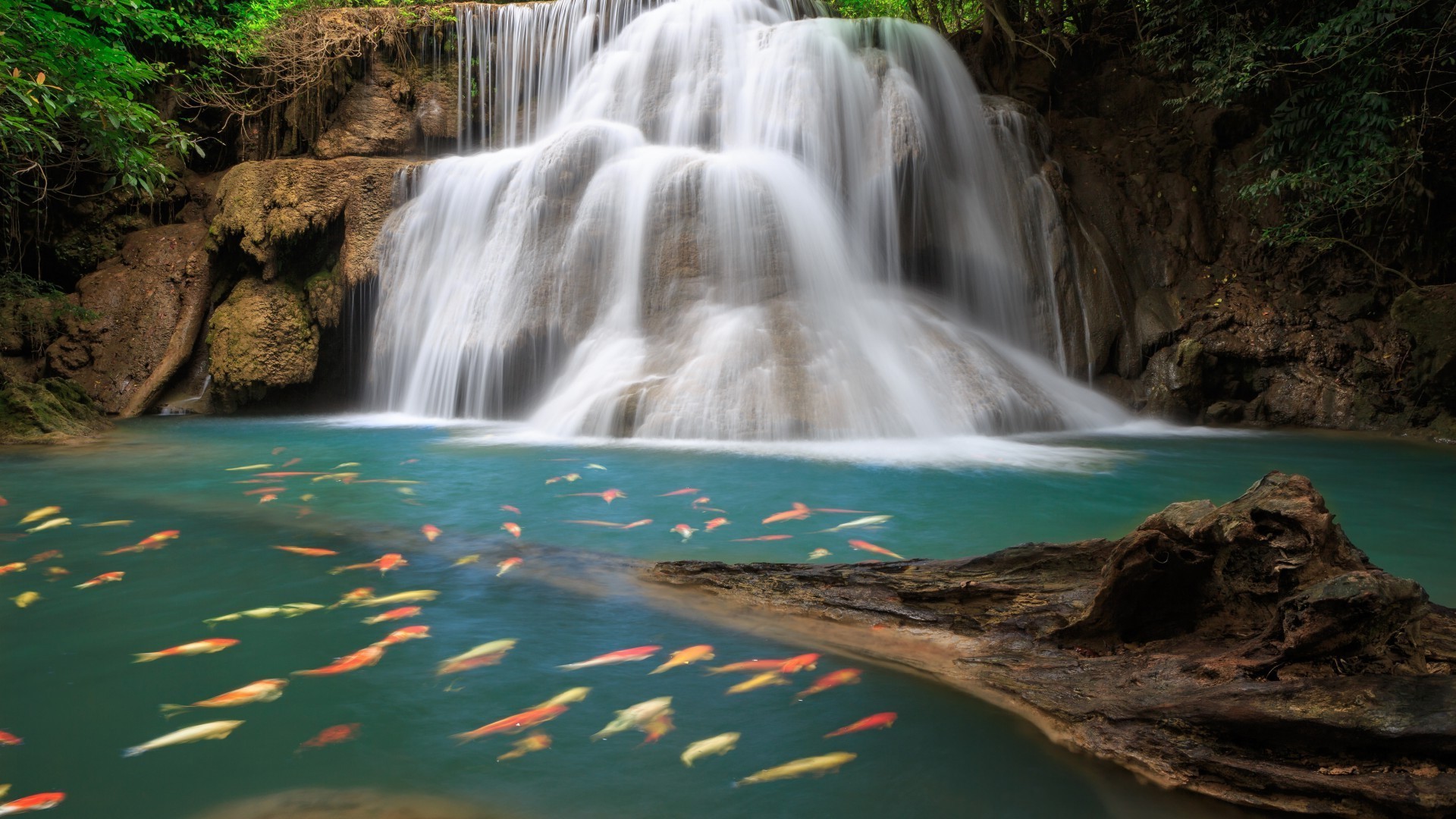 Fish at the waterfall Android wallpapers