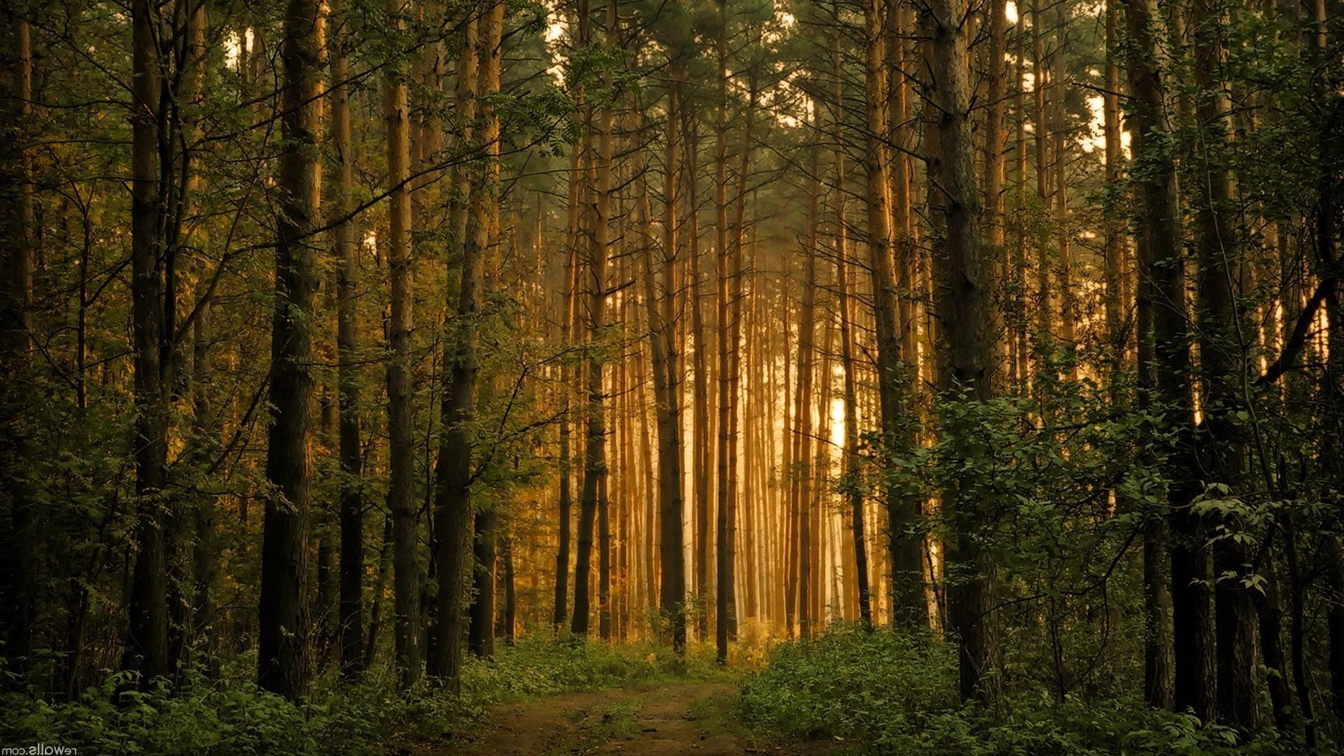 las drewno drzewo mgła jesień świt natura mgła krajobraz liść słońce dobra pogoda park iglaste światło sunbeam na zewnątrz