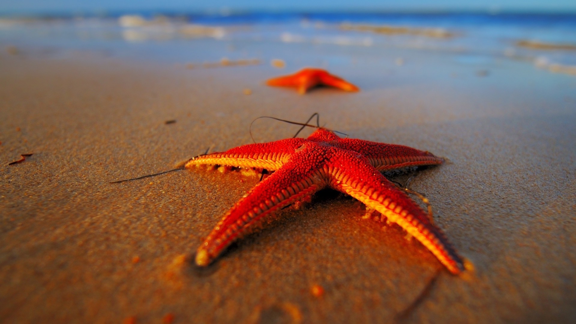 animales playa arena mar océano mar agua estrella de mar naturaleza costa verano sol concha costa viajes