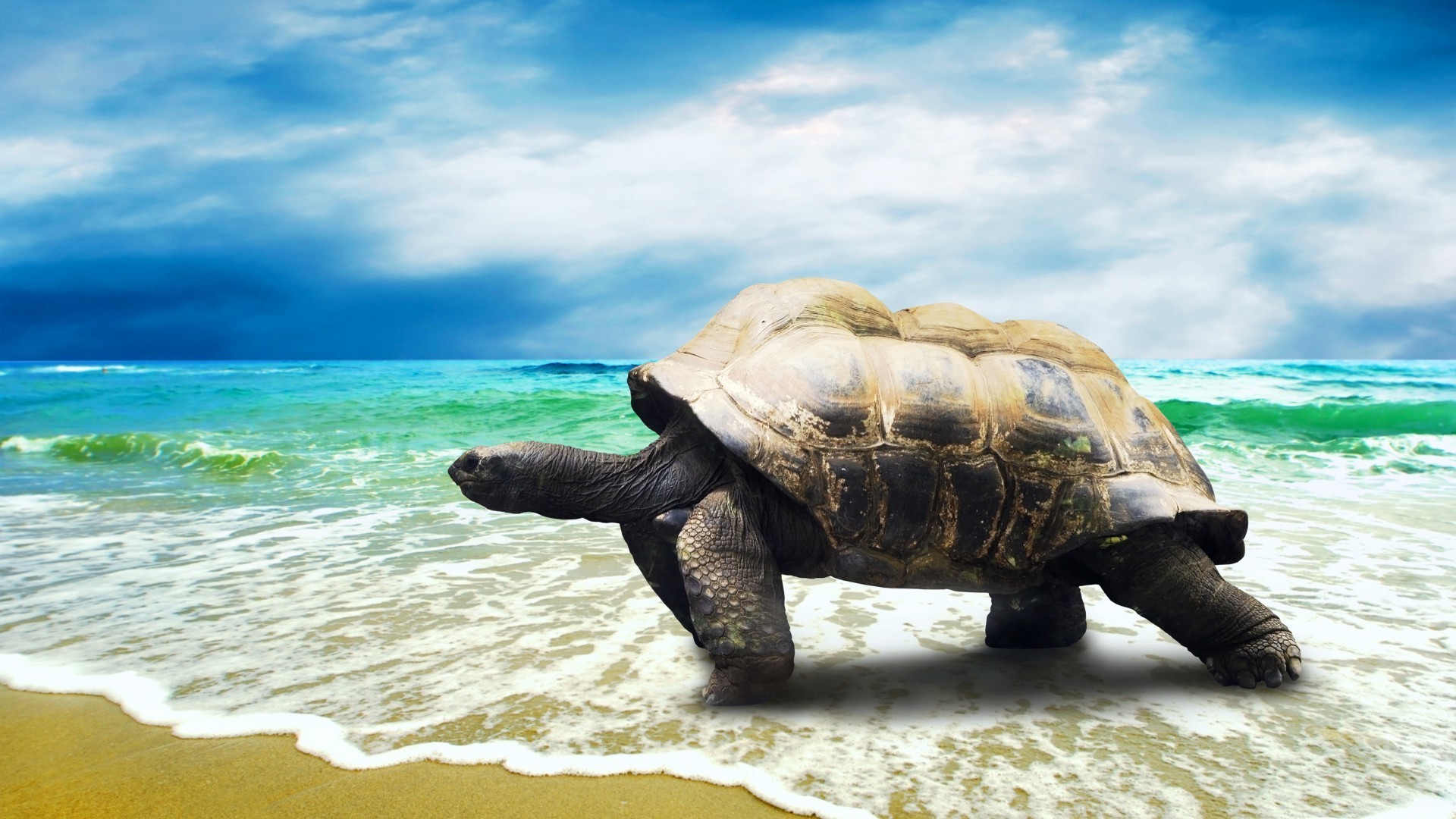 animals turtle reptile water ocean sea shell beach nature tropical tortoise sand slow wildlife sun vacation seashore