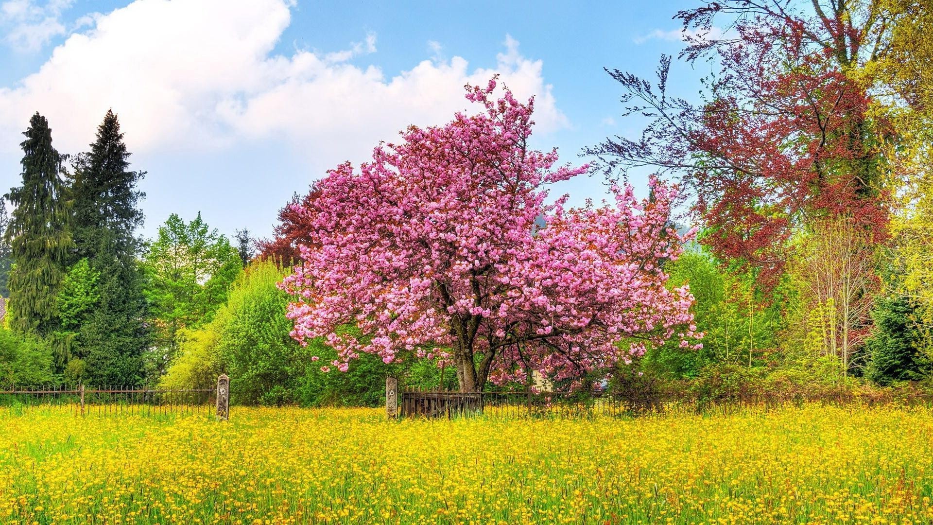 sommer landschaft baum natur blume saison im freien park gras heuhaufen flora des ländlichen holz blatt szene landschaft frühling himmel gutes wetter