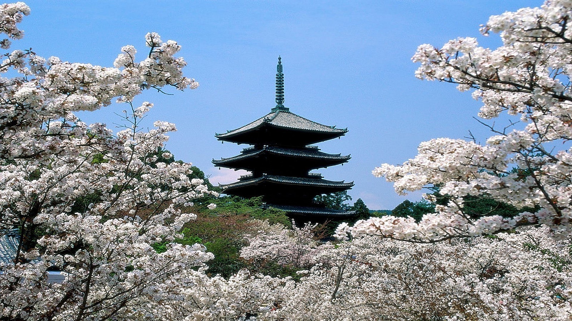 ancient architecture tree flower nature landscape branch season cherry sky flora park outdoors blooming scene garden beautiful sunny travel wood zen