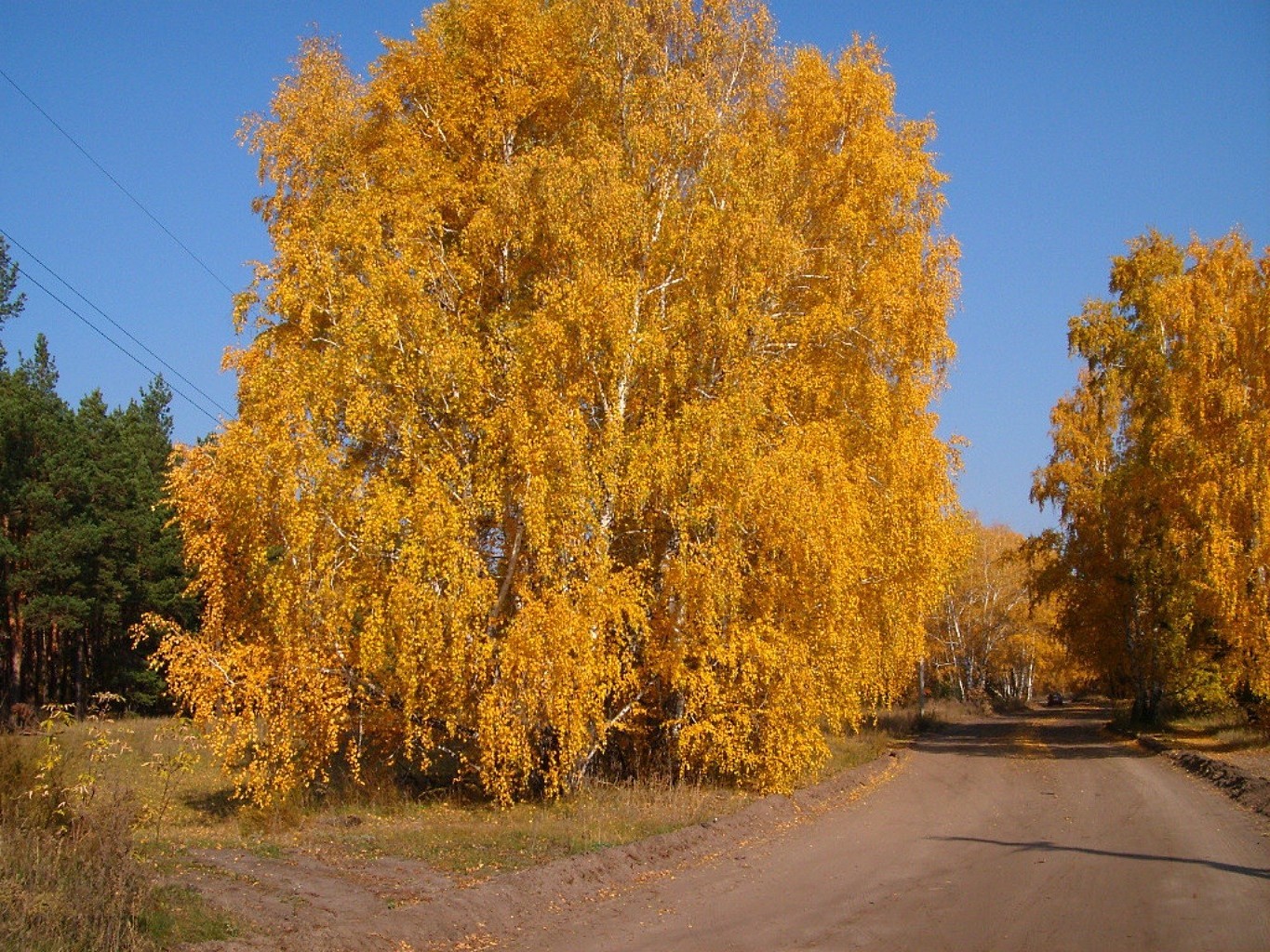 autumn fall tree road leaf wood landscape nature season scenic park guidance environment outdoors maple gold rural scene scenery countryside