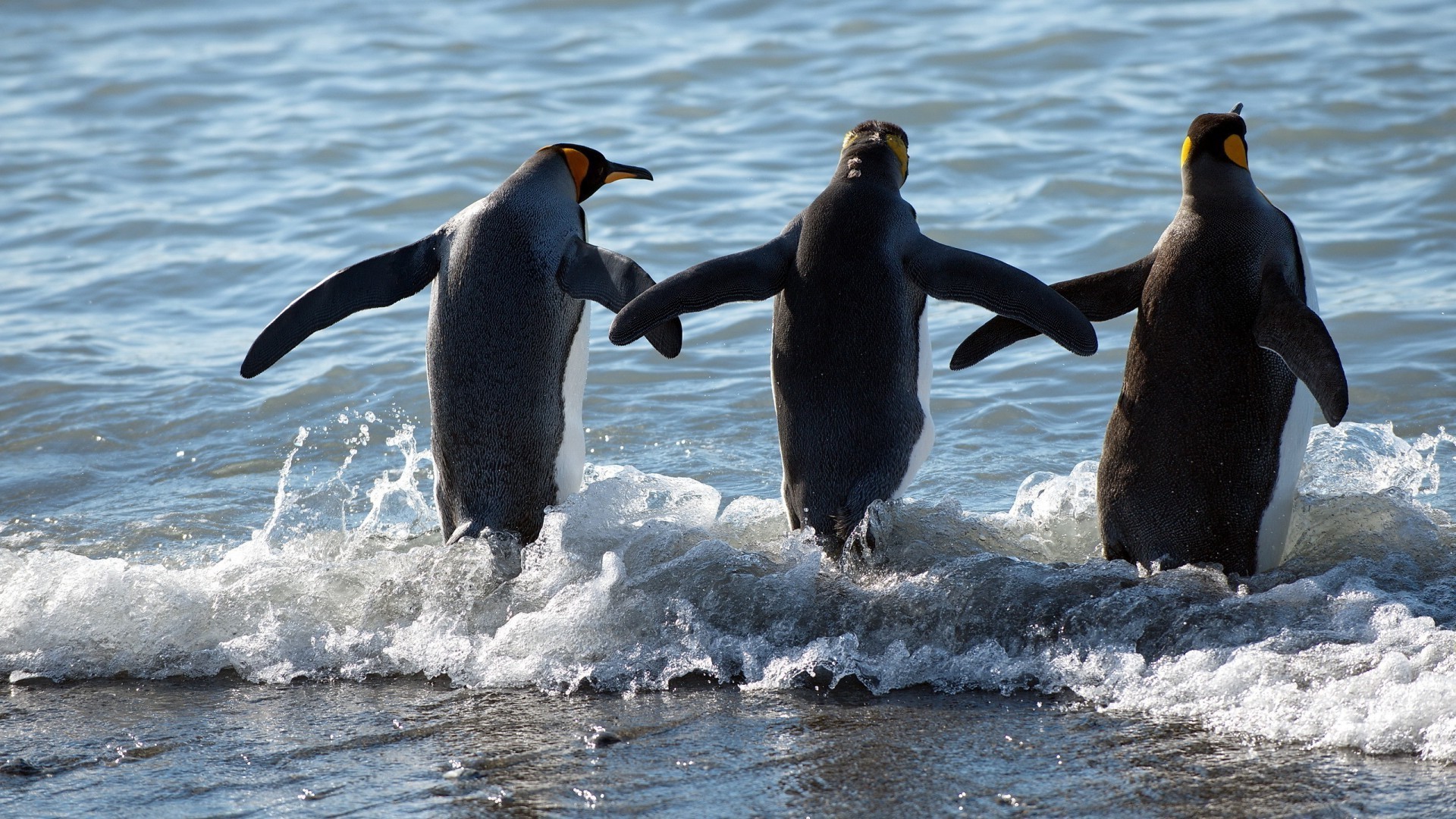 animals bird wildlife water nature sea frosty ocean animal wild swimming outdoors penguins winter marine