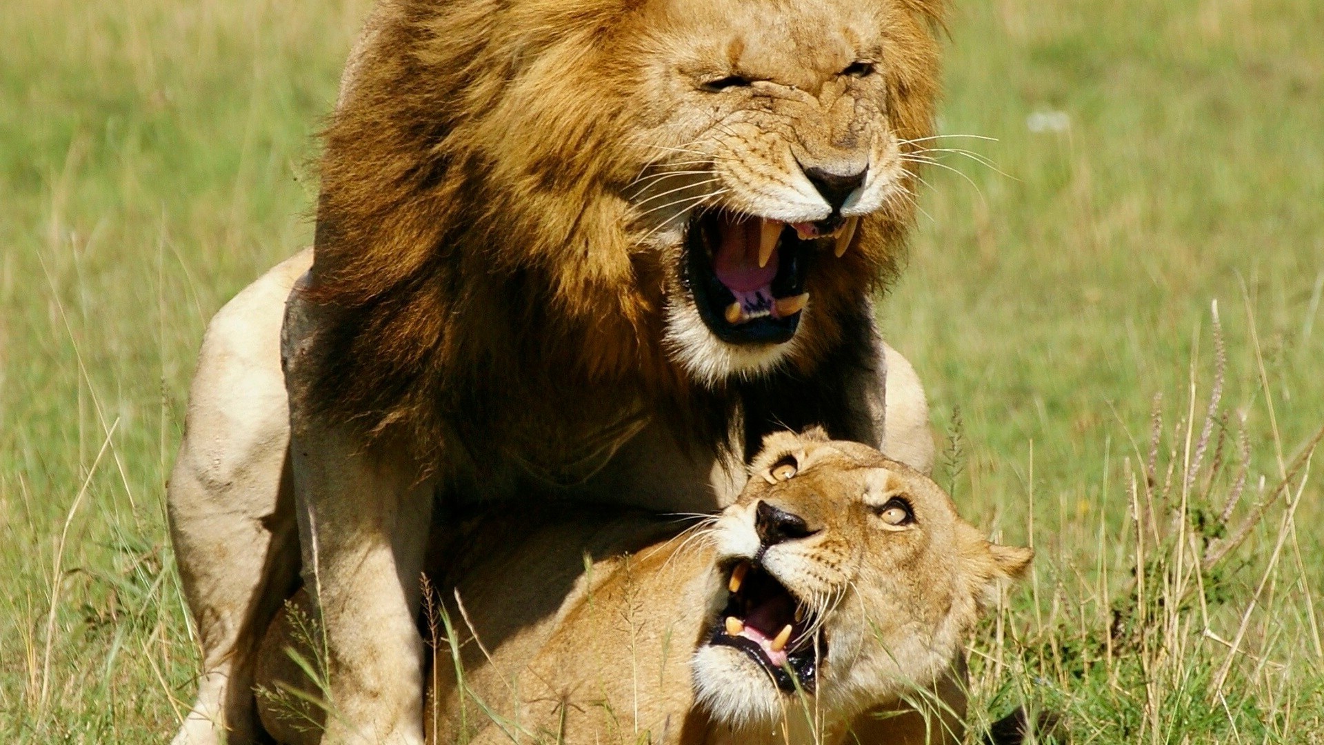 leões vida selvagem gato mamífero animal leão predador safari selvagem comedor de carne natureza grama caçador pele retrato jardim zoológico grande leoa fofa olho