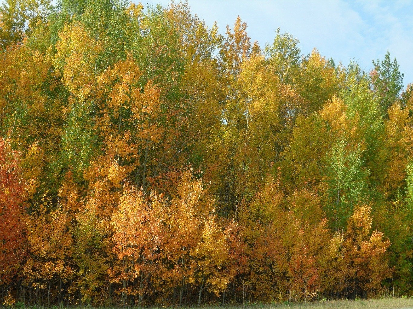 automne arbre nature automne feuille bois paysage à l extérieur parc saison lumineux environnement rural campagne