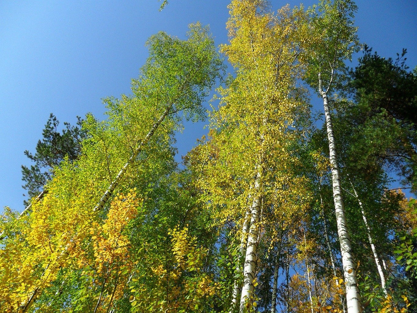 drzewa drewno drzewo natura liść jesień krajobraz dobra pogoda na zewnątrz park sezon sceniczny dziki środowisko oddział lato jasna flora scena brzoza