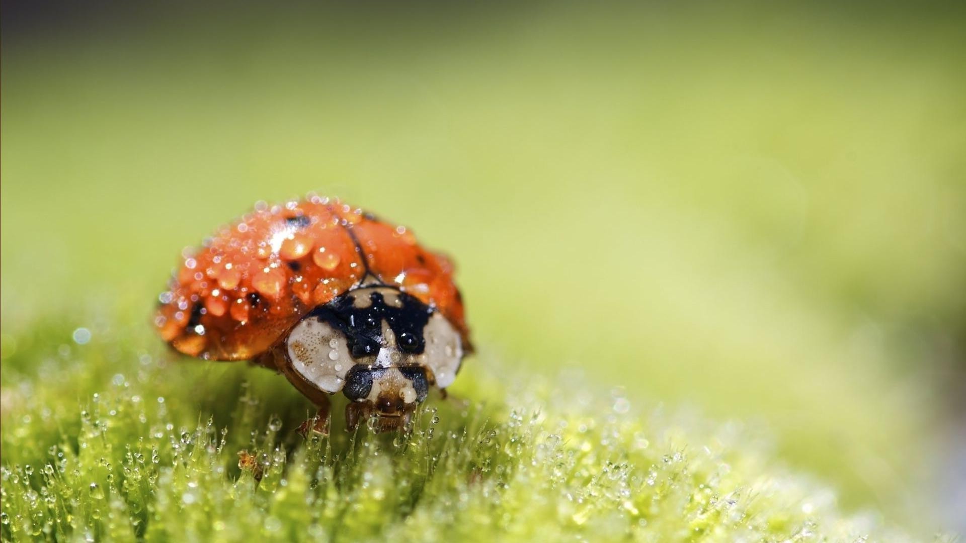 tröpfchen und wasser insekt natur käfer marienkäfer wenig sommer gras im freien blatt tierwelt winzige biologie garten tier schließen