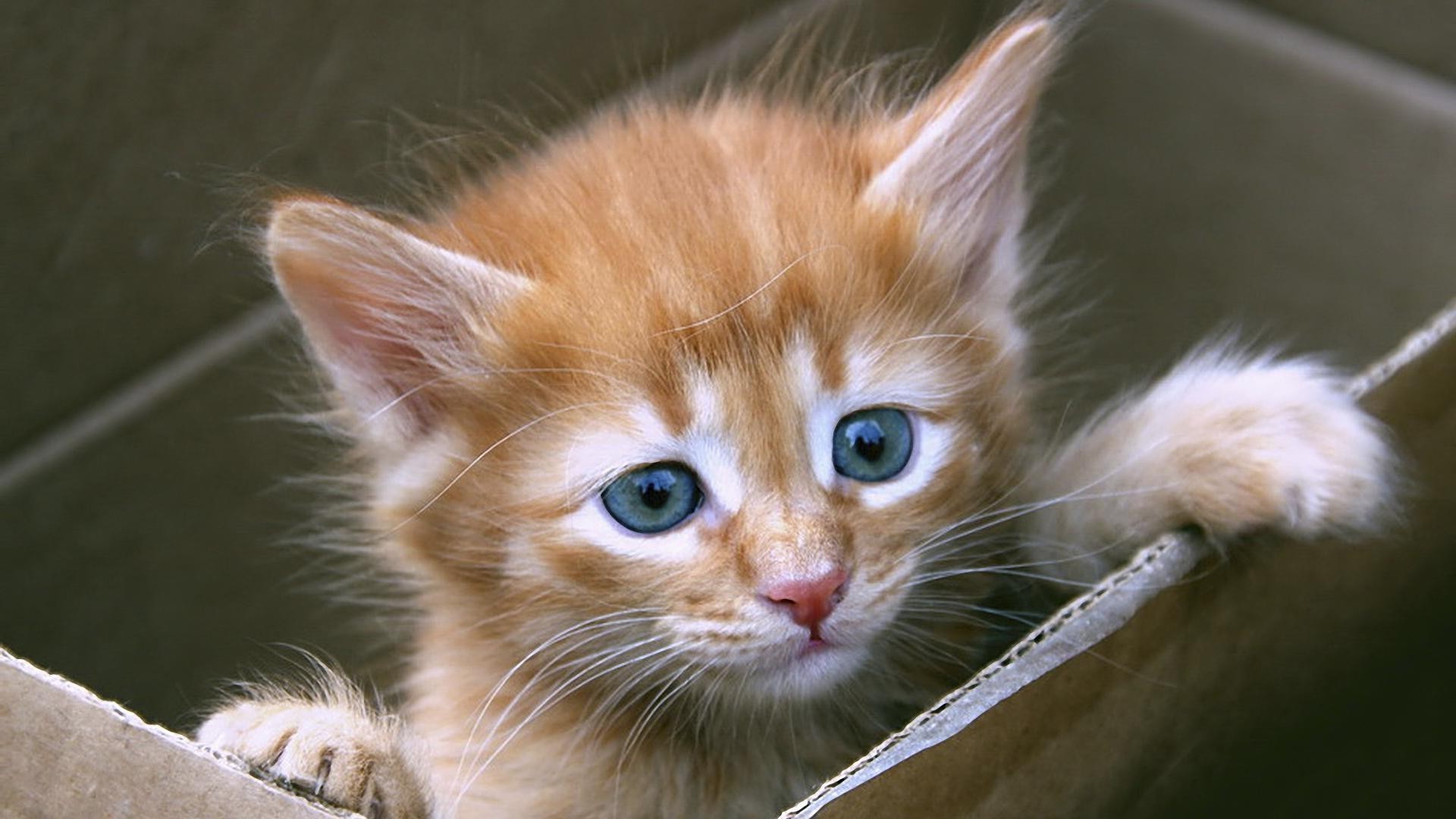 katze katze niedlich tier haustier säugetier fell kätzchen auge porträt inländische kleine junge schnurrbart flauschig nase